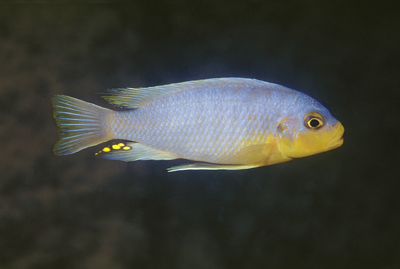 Maylandia chrysomallos 'Mumbo Island'